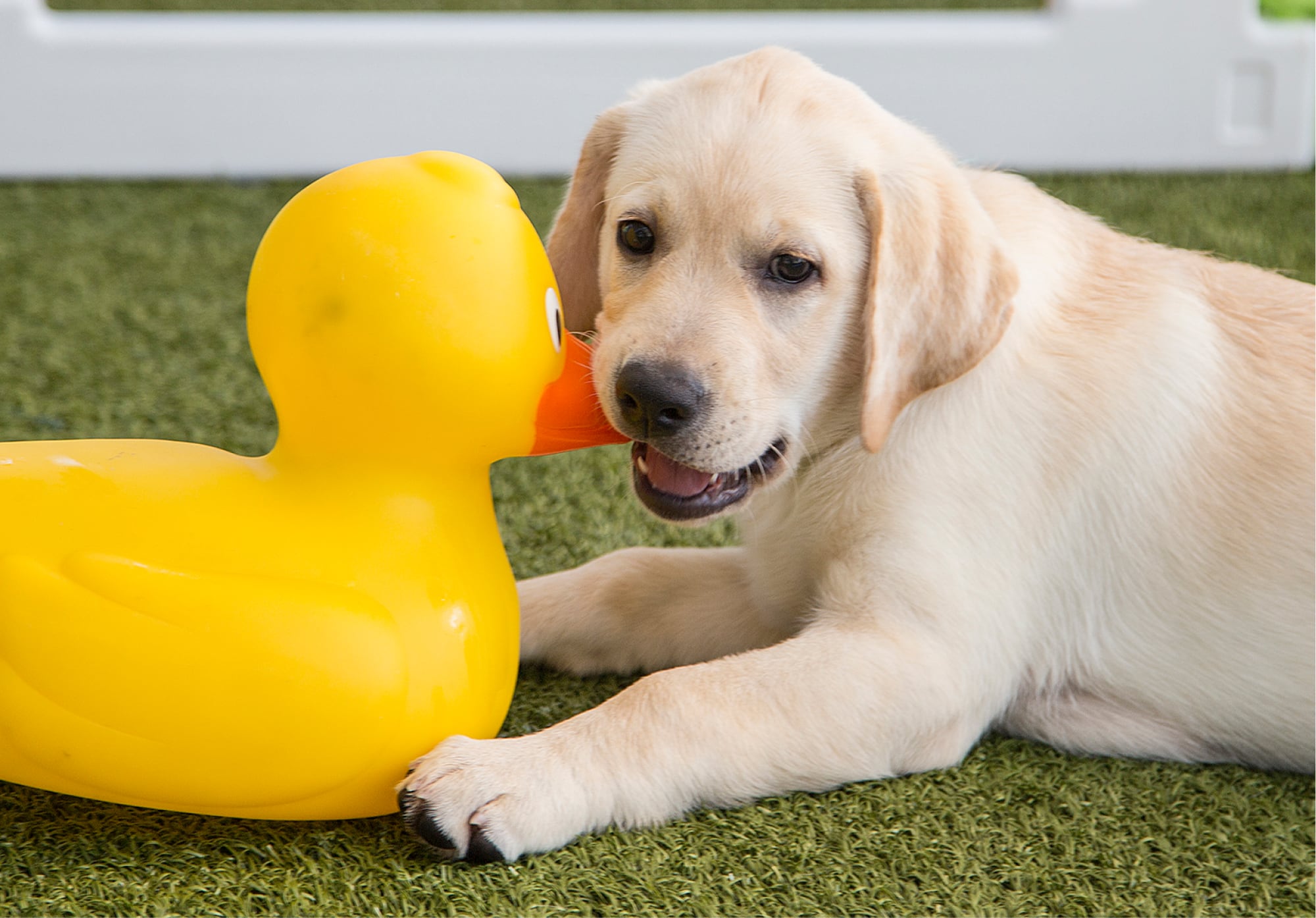 A yellow ten week old labrador puppy sitting on some grass playing with a large duck toy. The puppy is looking at the camera.