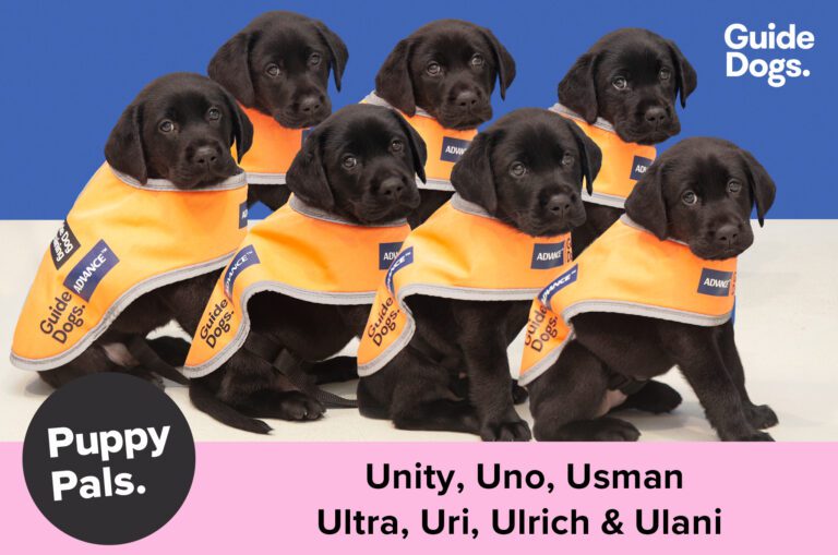 Seven black Labrador puppies wearing orange training coats and looking at the camera. Below the puppies is a pink banner with black text. Text reads 'Unity, Uno, Usman, Ultra, Uri, Ulrich & Ulani'.