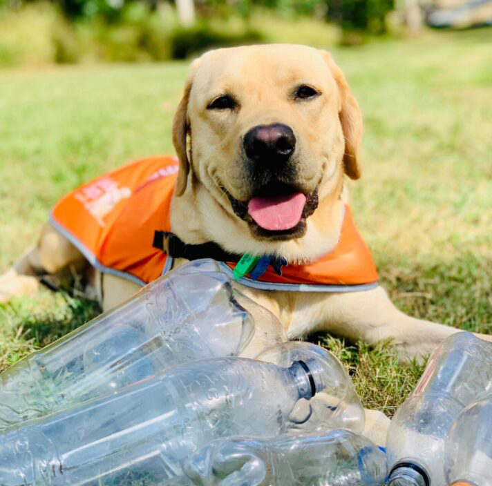 A golden Labrador wearing an orange vest lies happily on green grass behind a pile of empty, clear plastic bottles.