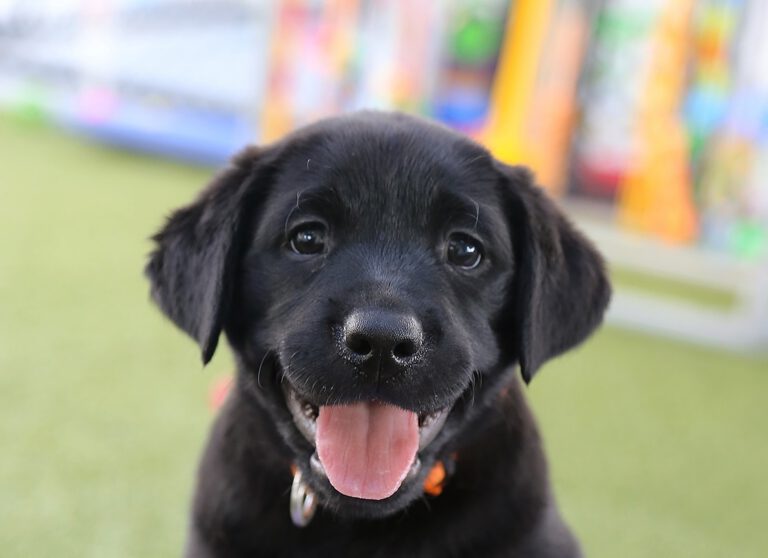 Become a Puppy Pal