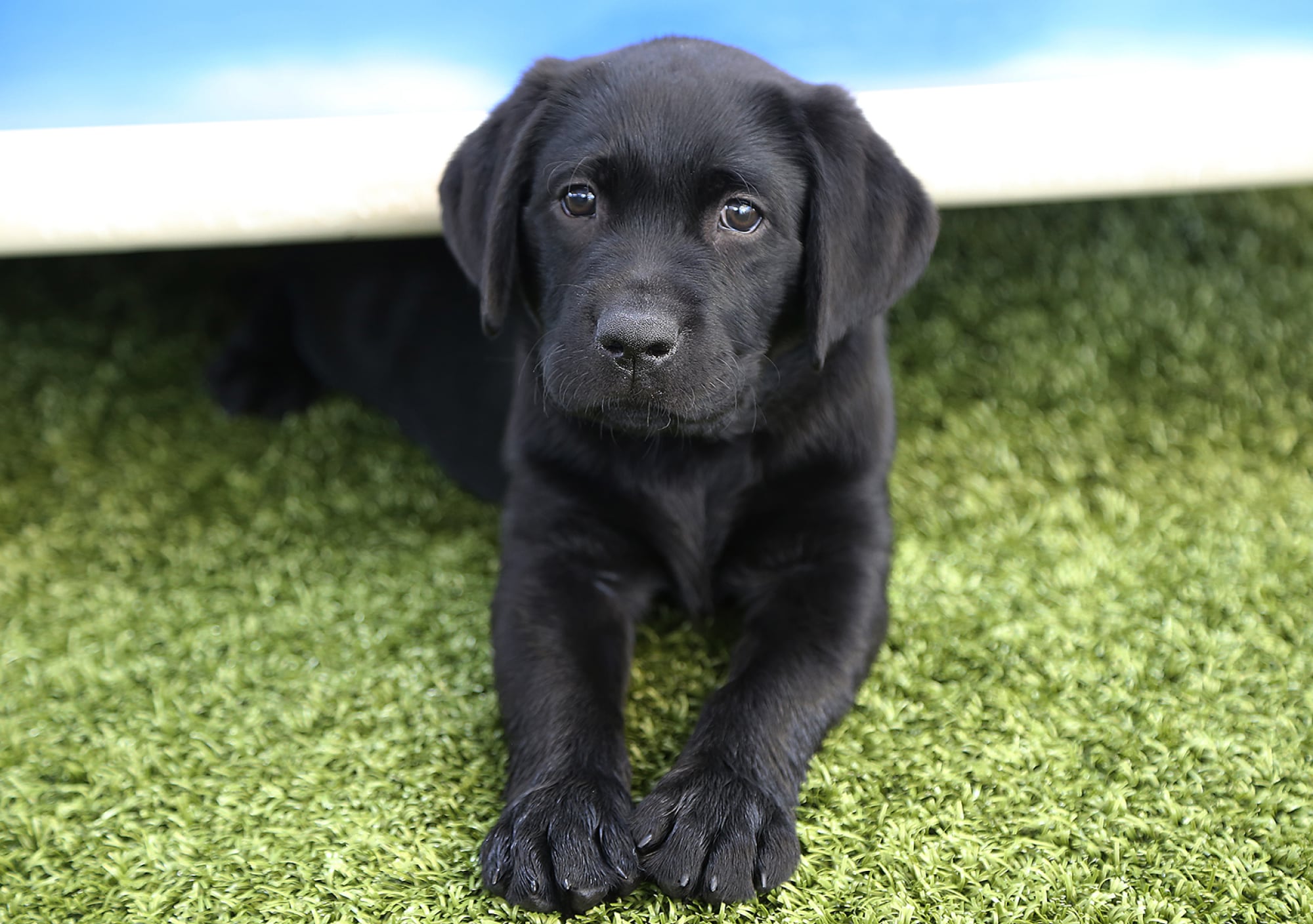 A black eight week old labrador puppy sitting outside on the grass. They are looking at the camera.