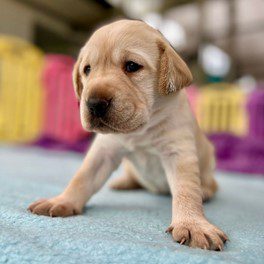 Daphne The name Daphne was suggested multiple times - honouring two special women from Queensland. Daphne the pup is named in honour of sculptor Daphne Mayo, and hockey legend Daphne Pirie.