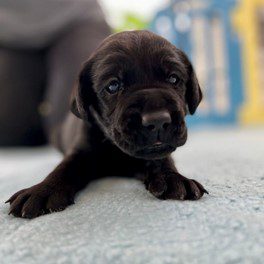 Davey A very special name for one of our male pups, named in honour of Senior Constable Dave Masters, who was tragically killed on duty in June 2021. Dave's family thanked the community for choosing to honour Dave in this way.
