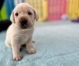 Dawson The Dawson River in Central Queensland was a popular inspiration for one of the three male pups, and a beautiful name for the only yellow male in the litter.