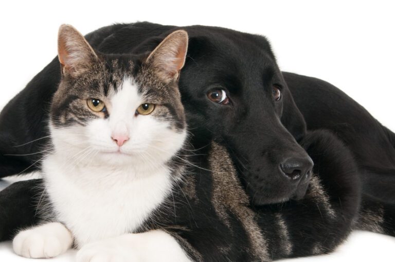 Black Labrador curled up resting next to a brown, black and white cat