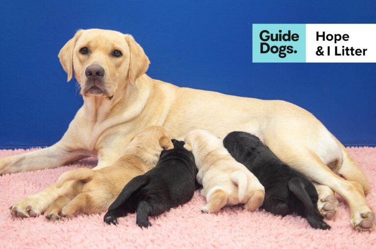 Hope, a Guide Dogs Labrador, nurses her four puppies