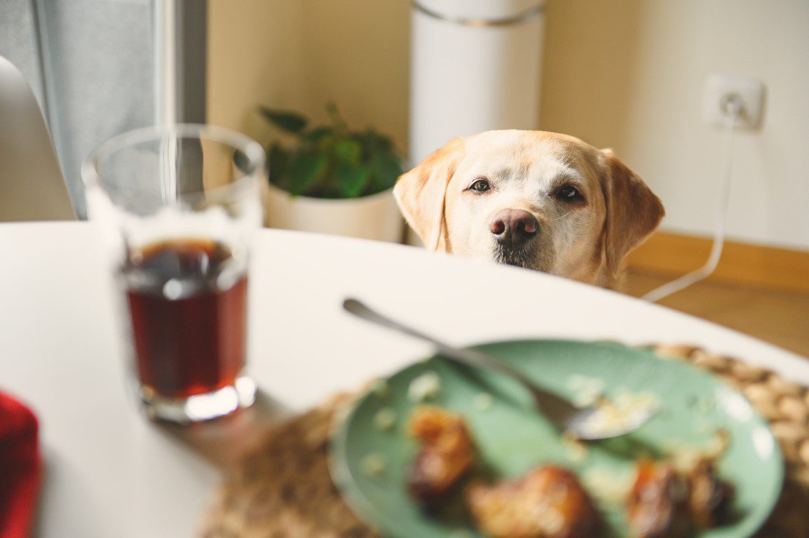 Image shows a yellow Labrador peeking over a dining table, gazing at a green plate with leftover food and a glass of dark beverage nearby.