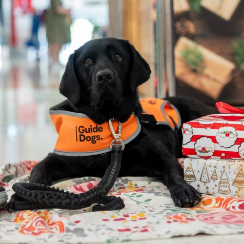 Guide Dog in orange harness beside wrapped Christmas presents.