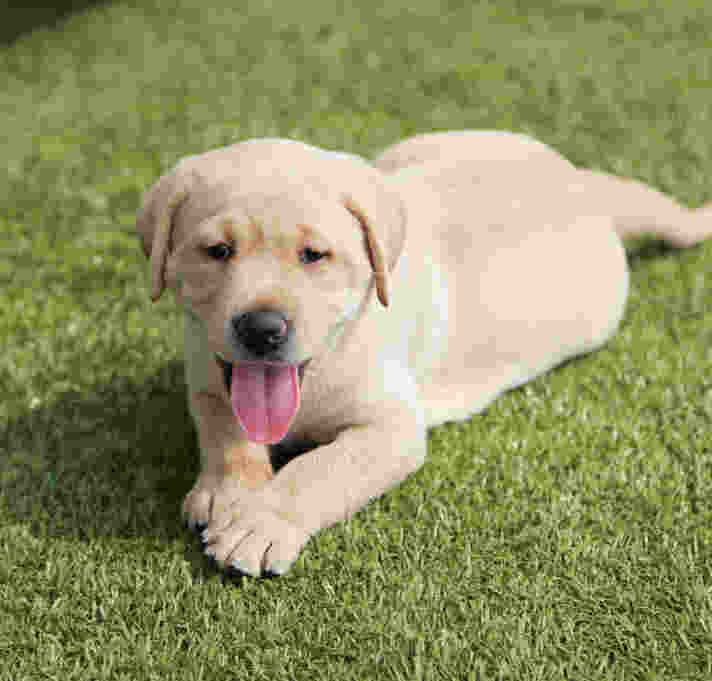 Raise A Puppy - Guide Dogs Queensland