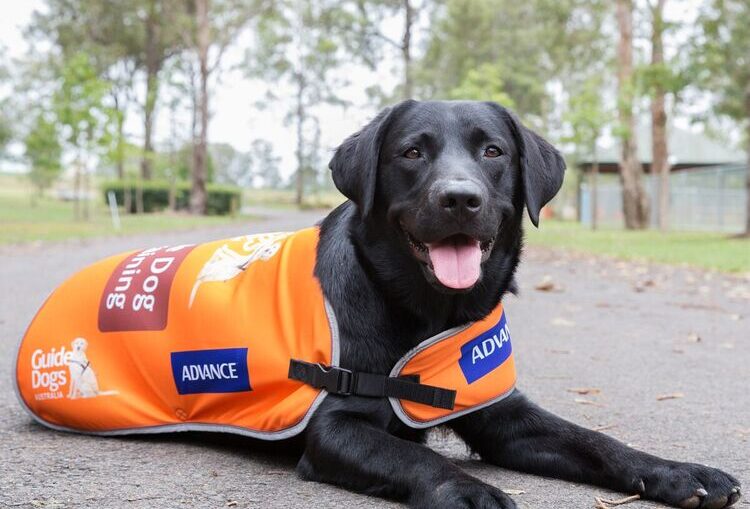 Our paw-some new look! - Guide Dogs Queensland