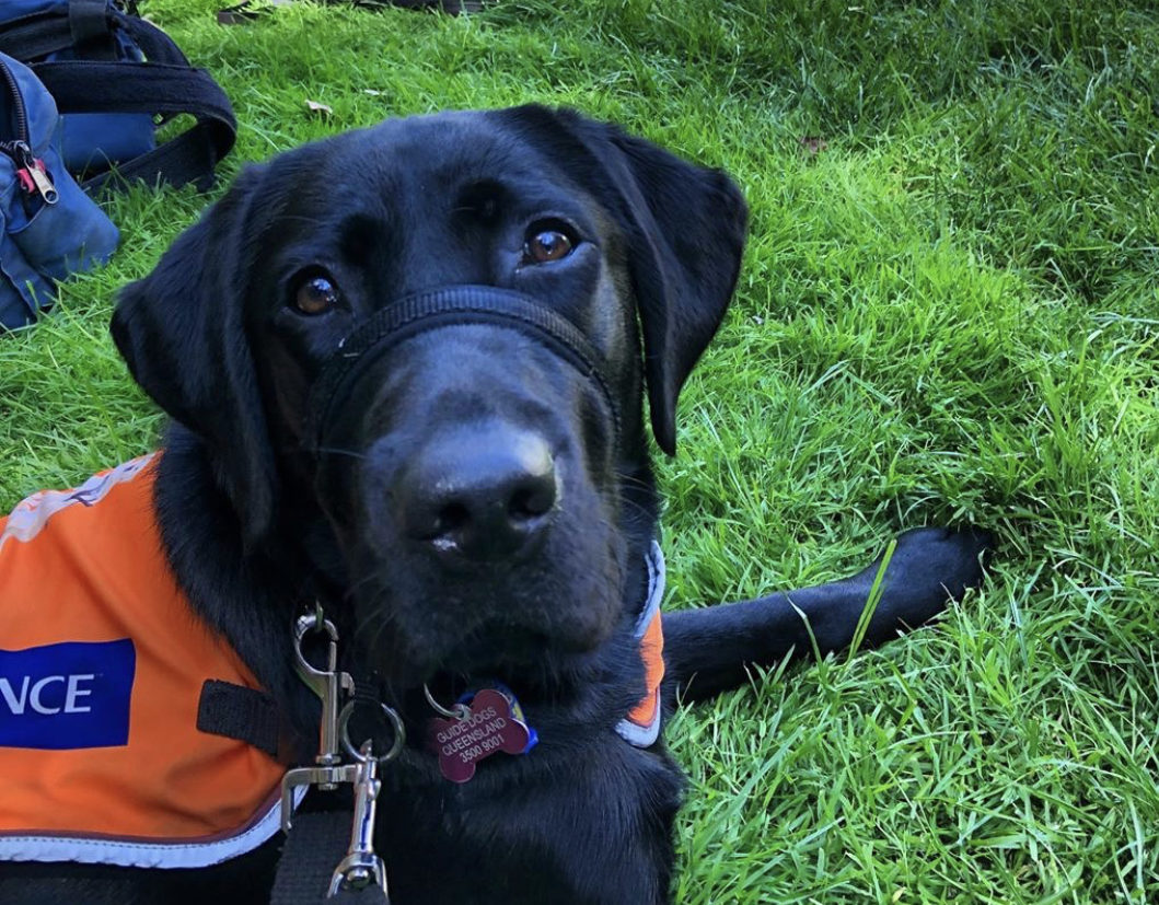 A paw-fect team - Guide Dogs Queensland