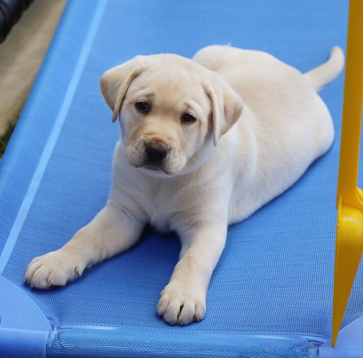 An eight week old yellow labrador puppy sitting on a blue dog bed looking at the camera.
