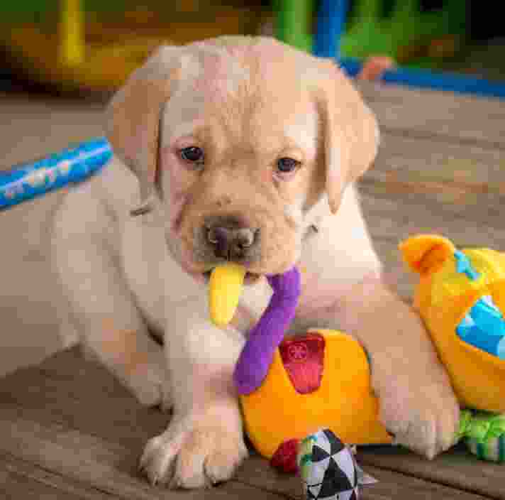 A seven week old yellow labrador puppy crewing on a bright coloured toy.