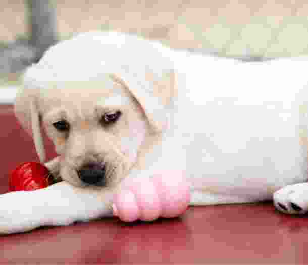 A yellow eight week old labrador puppy sitting with two dog toys next to it.