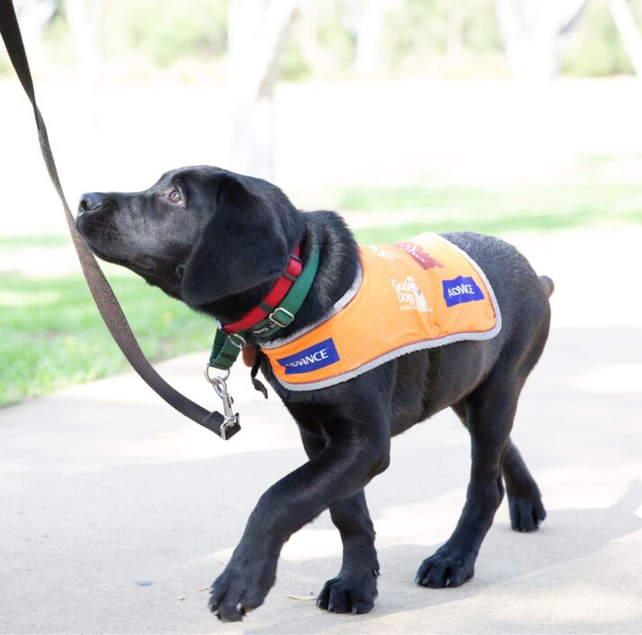 A 12 week old black labrador puppy walking on a lead wearing its Guide Dog in Training puppy coat.