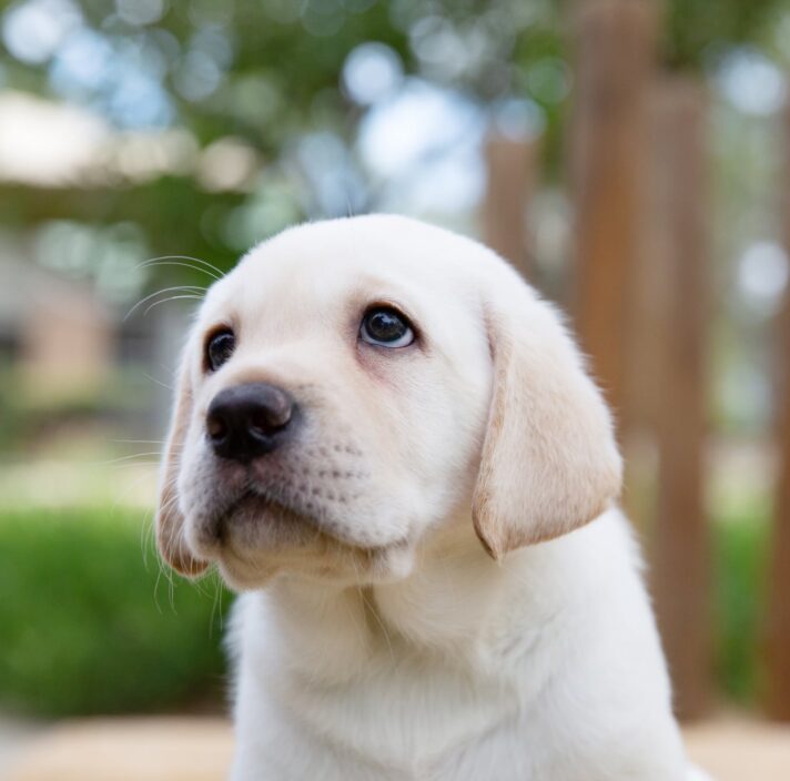 A yellow eight week old labrador puppy standing outside. The puppy is looking to the left of the camera.