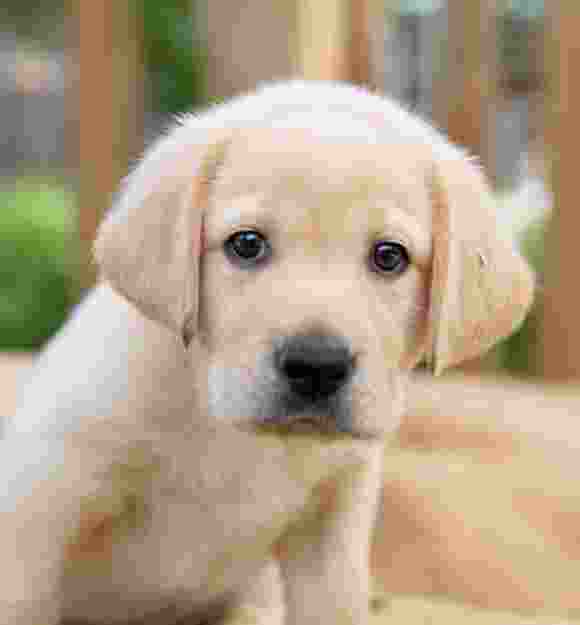 A yellow seven week old labrador puppy sitting outside looking at the camera.