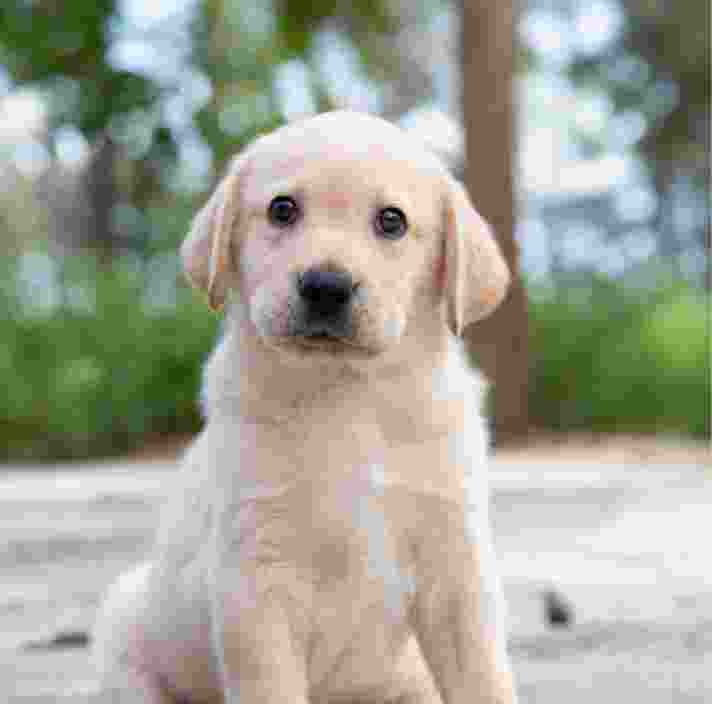 An eight week old yellow labrador puppy resting its head and paws on a person's shoulder.