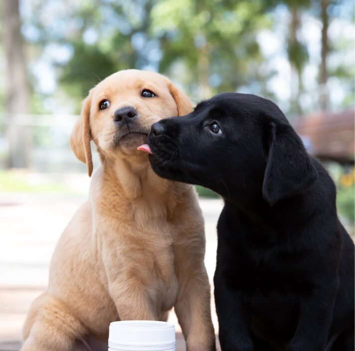 Two ten week old puppies, one yellow and one black, outside seated on their back legs. The black puppy is licking the yellow puppy. There is dog health products in a white bottle in front of the puppies.