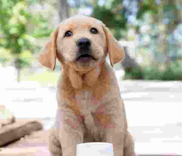 A caramel eight week old labrador puppy sitting outside on its back legs. In front of the puppy is a bottle of dogs health products. The puppy is looking at the camera.