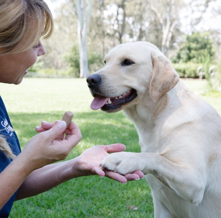 A yellow labrador dog sitting on its back legs outside with a person in front of the dog. The dog has one of its front paws lifted into the hand of the person and the person is holding a piece of dog food in their hand.