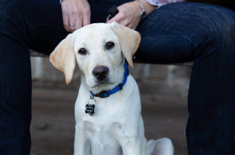 Volunteer Guide Dogs Queensland