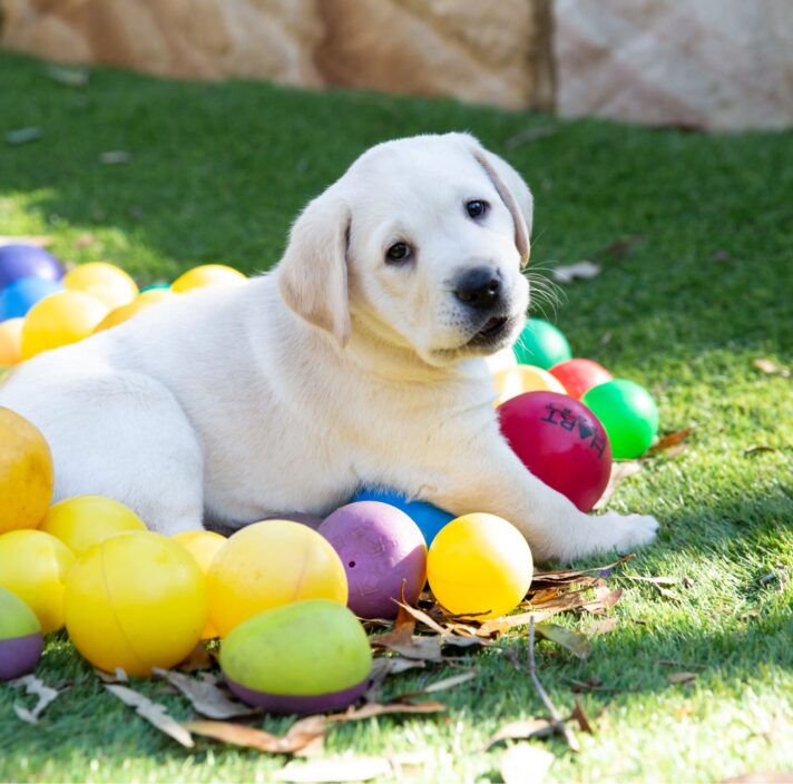 An eight week old yellow labrador puppy sitting outside on grass surrounded by multi coloured small balls.