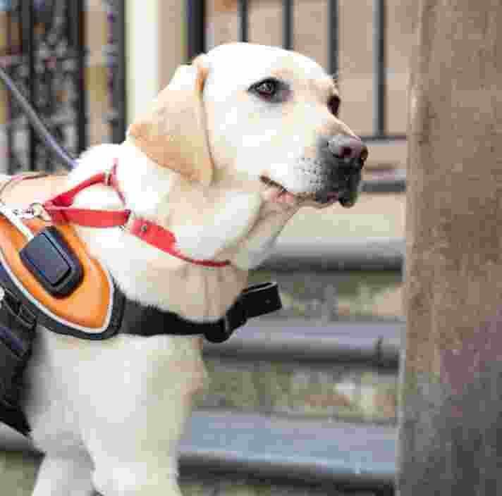 A yellow Guide Dog in harness standing on a footpath.