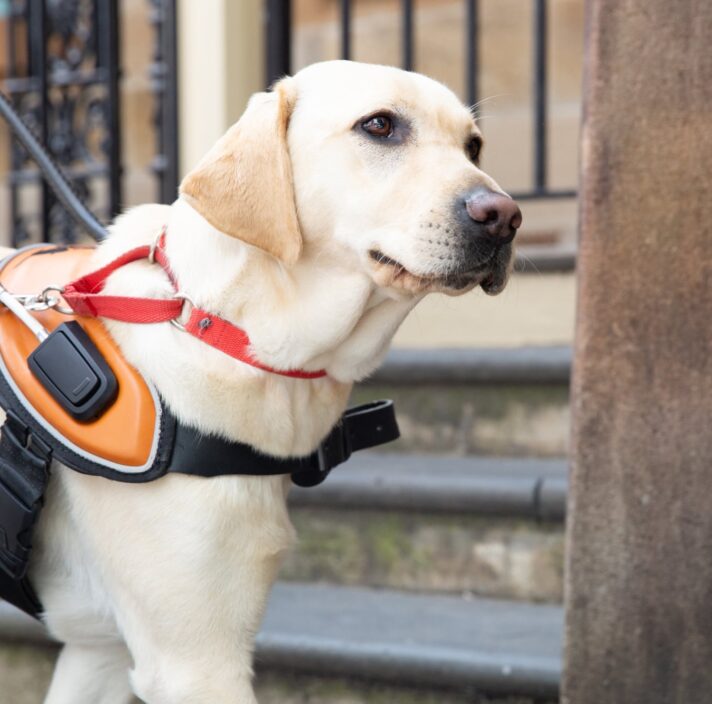 A yellow Guide Dog in harness standing on a footpath.