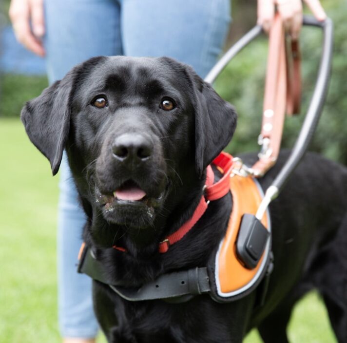 A black Guide Dog in harness standing next it's handler outside on some grass. The Guide Dog s looking at the camera.