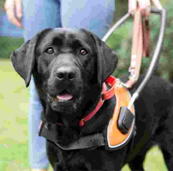A black labrador Guide Dog in harness standing next to its handler. The handler and dog are standing on some grass outside. The image is cut off at the waist of the handler.