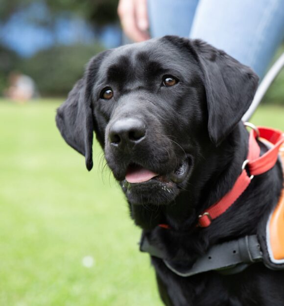 A black labrador Guide Dog in harness standing next to its handler. The handler and dog are standing on some grass outside. The image is cut off at the waist of the handler.