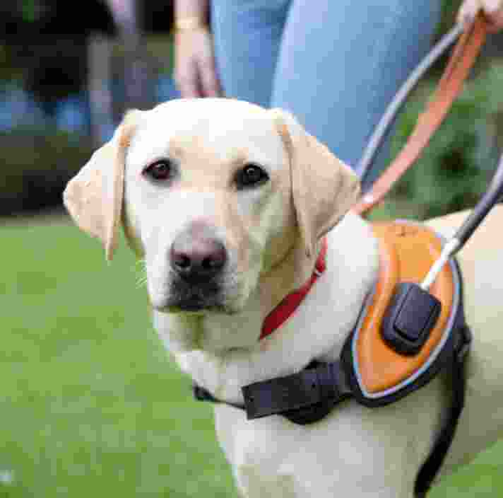 Policy - Guide Dogs Queensland