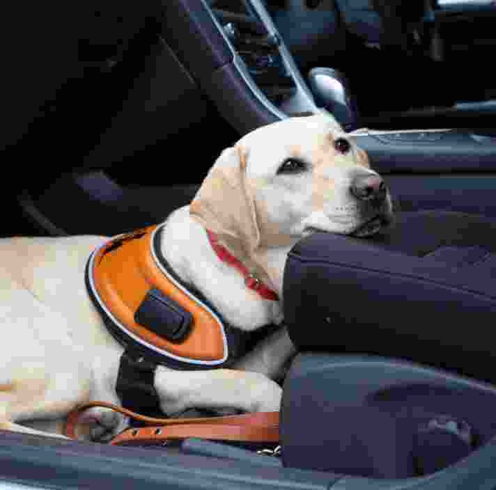 where can a guide dog go