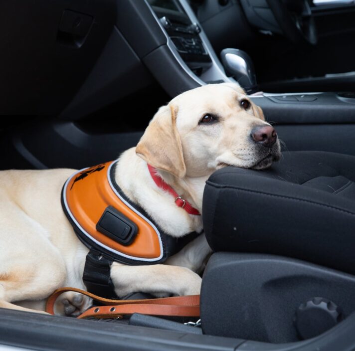 A yellow labrador Guide Dog in harness in the front passenger's footwell of a car. The dog is resting its head on the car seat.