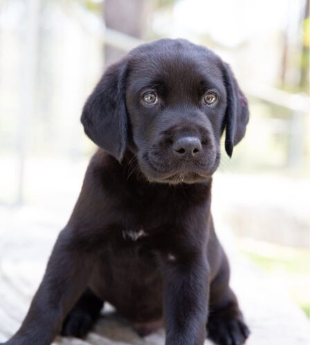 Merchandise Stall – Capalaba Central Shopping Centre &#8211; February 2024