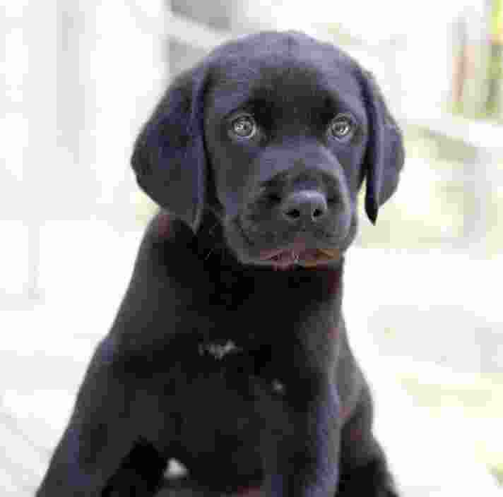 A black eight week old labrador puppy seated outside on its back legs. The puppy is looking at the camera.