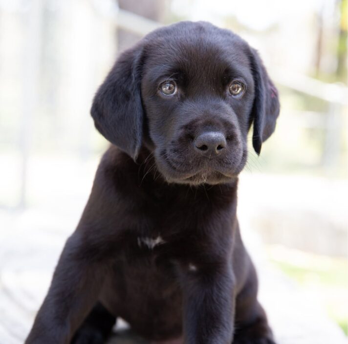 A black eight week old labrador puppy seated outside on its back legs. The puppy is looking at the camera.