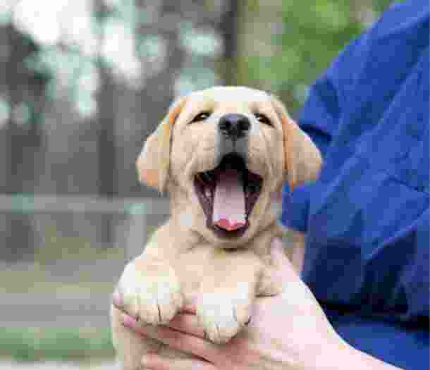An eight week old caramel puppy being held by a person whilst outside. The puppy's mouth is wide open and looking at the camera.