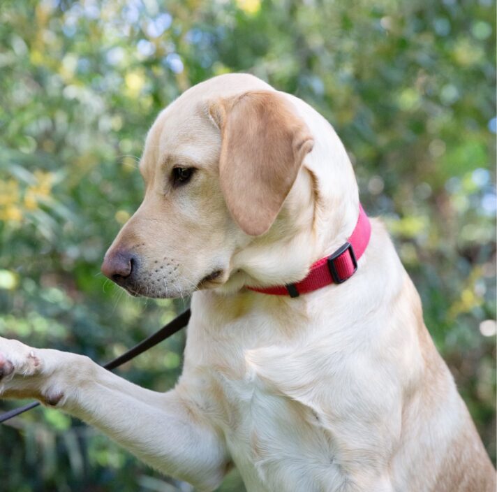 A yellow labrador dog outside. The dog is in a profile view.
