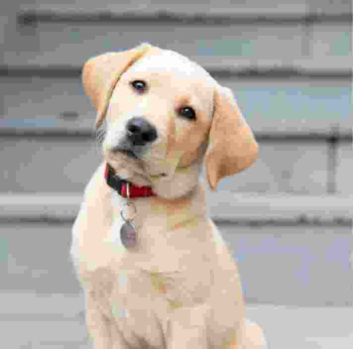 A yellow sixteen week old puppy sitting looking at the camera. The puppy is tilting its head to the right.