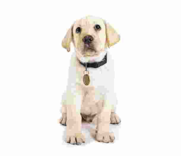 A yellow ten week old labrador puppy sitting on its back legs against a white background looking straight at the camera.