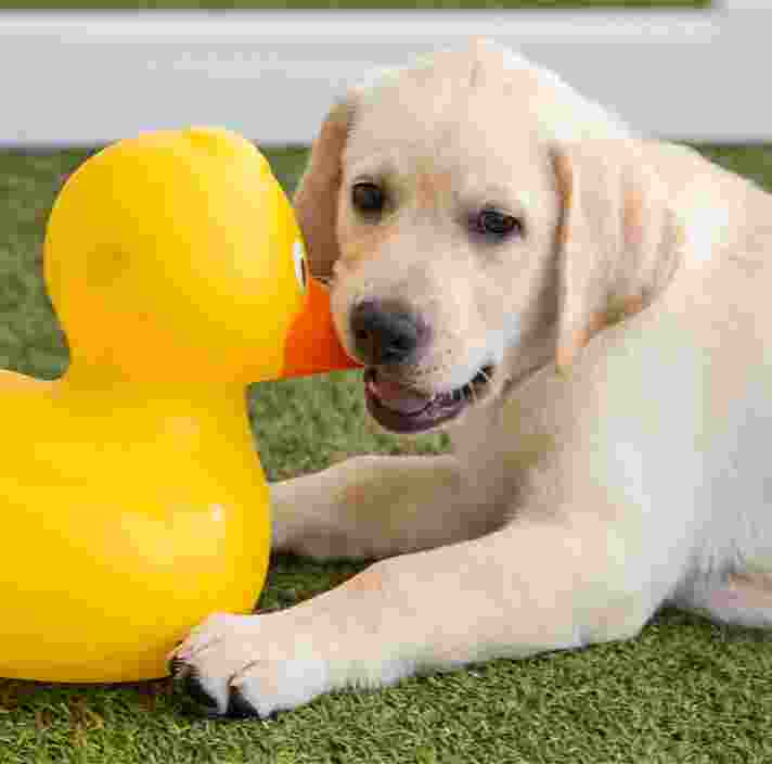A yellow ten week old labrador puppy sitting on some grass playing with a large duck toy. The puppy is looking at the camera.