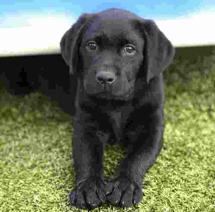 A black eight week old labrador puppy sitting outside on the grass. They are looking at the camera.