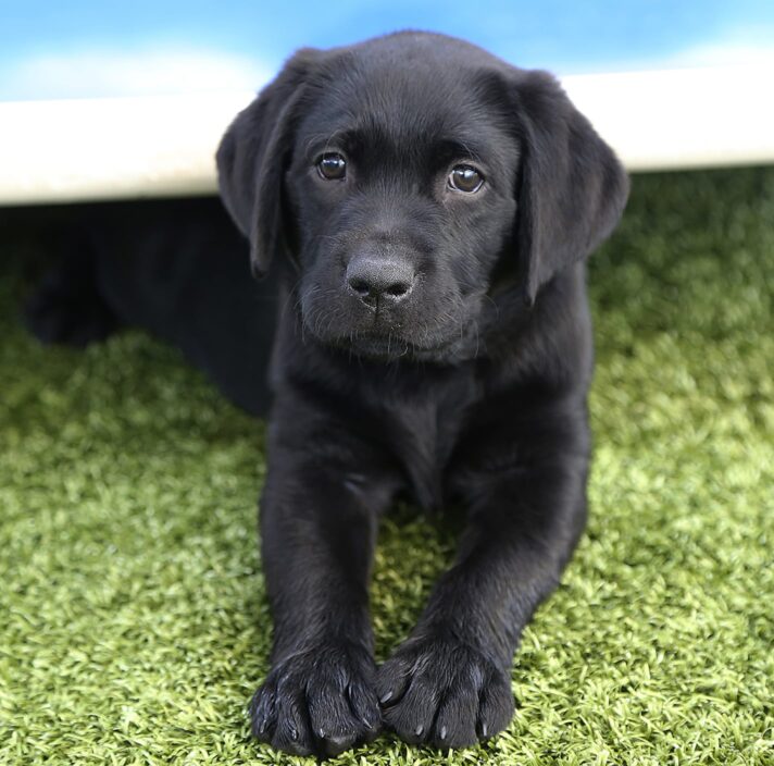 A black eight week old labrador puppy sitting outside on the grass. They are looking at the camera.