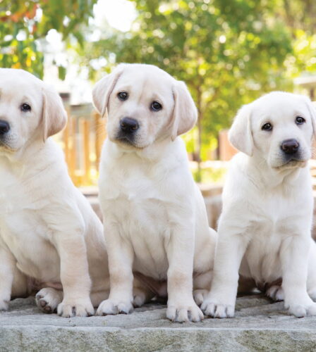 Guide Dogs Queensland