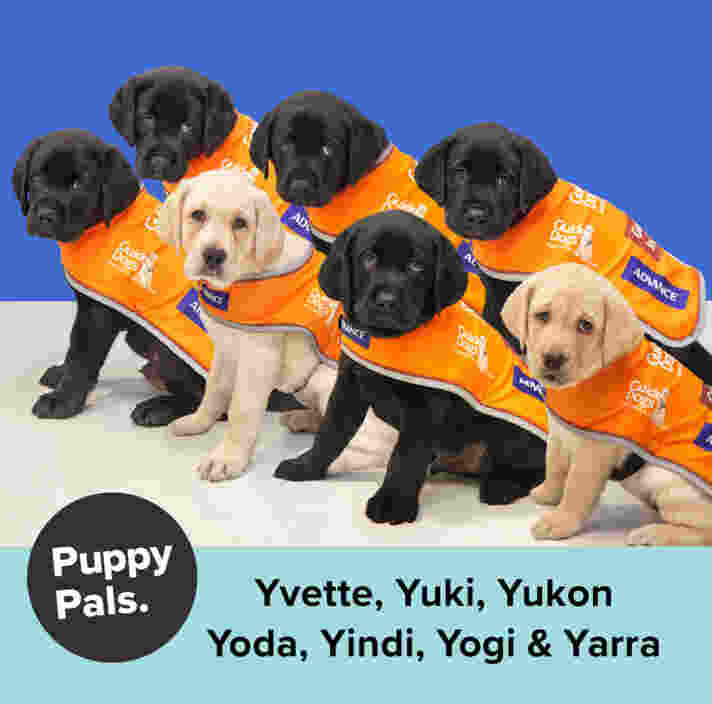 Labrador puppies wearing orange training coats. A blue banner at the bottom of the image with black text. Text reads ' Yvette, Yuki, Yukon, Yoda, Yindi, Yogi, & Yarra'.