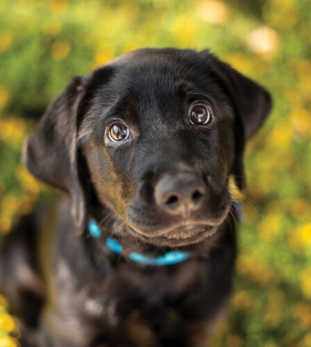 Noir Drink in the Dark